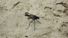 Ammophila macra thumbnail 2