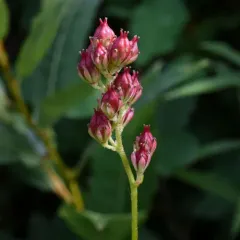 Sticky False Asphodel thumbnail 2