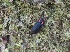 Pacific Northwest firefly thumbnail 2