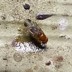 Spotted-winged Drosophila thumbnail 2
