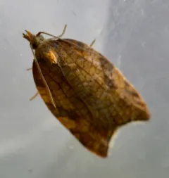 Rhomboid Tortrix thumbnail 1
