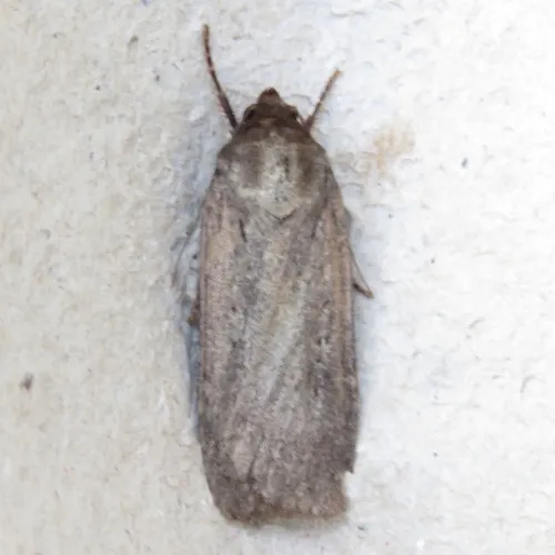 Clandestine Dart