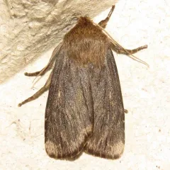 Brown Satyr Moth thumbnail 1
