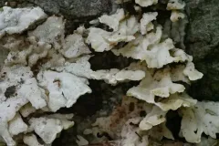 Antrodiella semisupina thumbnail 1