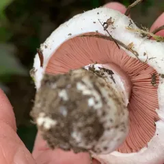 Meadow Mushroom thumbnail 2