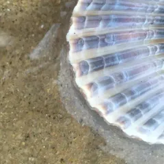 Atlantic Bay Scallop thumbnail 3