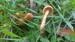 Cortinarius paludosaniosus thumbnail 4