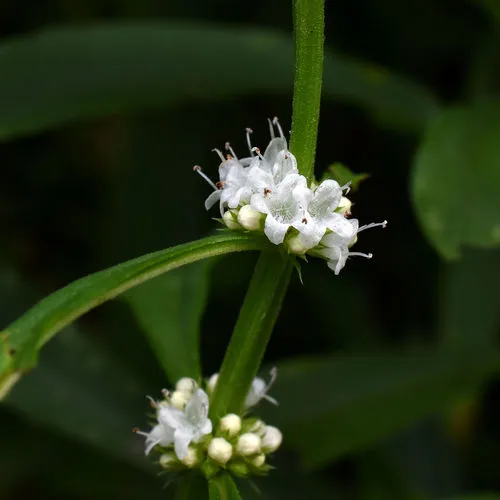 American bugleweed