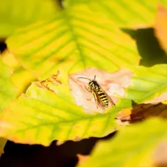 Downy Yellowjacket thumbnail 3