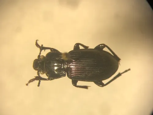 Myas cyanescens