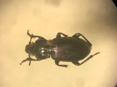 Myas cyanescens thumbnail 1