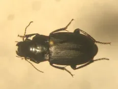 Harpalus lewisii thumbnail 1