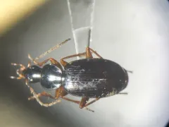 Agonum retractum thumbnail 4