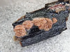 Ceriporia purpurea thumbnail 1