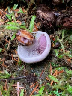 Calonarius olympianus thumbnail 2