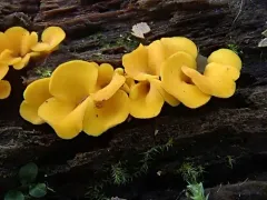 Calycina confluens thumbnail 2