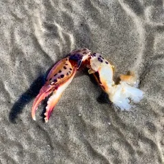 Lady Crab thumbnail 2