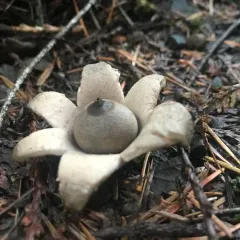 rounded earthstar thumbnail 4