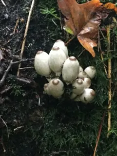 Humpback Inkcap thumbnail 3