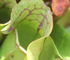 Pitcher-plant Mosquito thumbnail 2