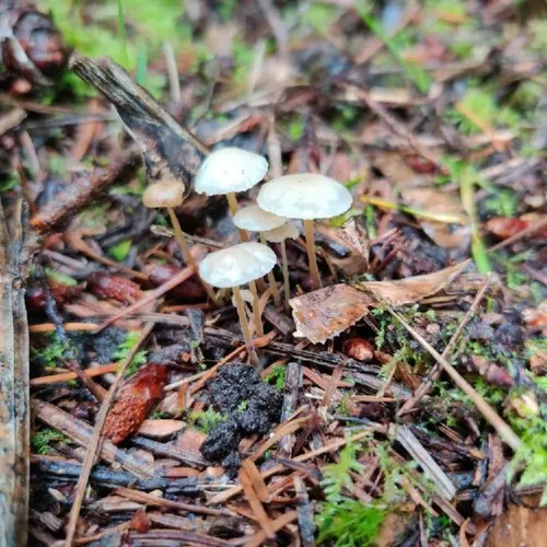 Fir-Cone Mushroom
