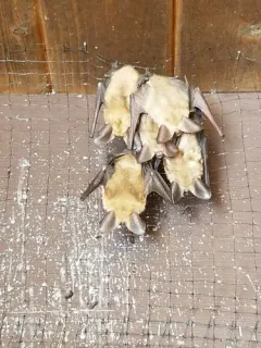 Pallid Bat thumbnail 2