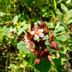 Virginia marsh St. John's-wort thumbnail 3