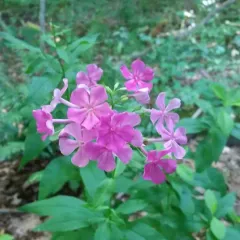 Fall phlox