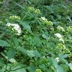 white snakeroot thumbnail 1