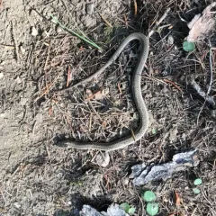 Western Terrestrial Garter Snake thumbnail 3