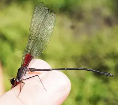 Smoky Rubyspot thumbnail 1