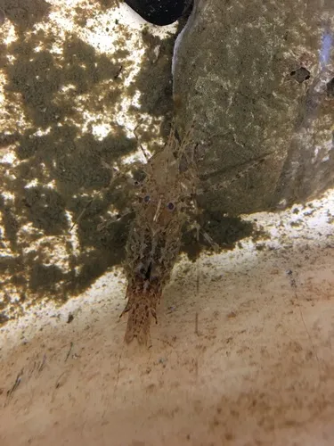 Horned Shrimp