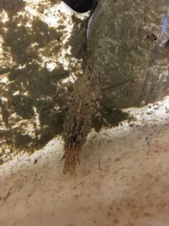 Horned Shrimp thumbnail 1