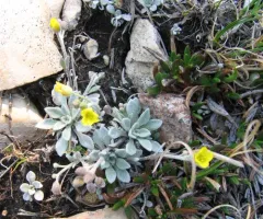 Arctic Bladderpod thumbnail 2