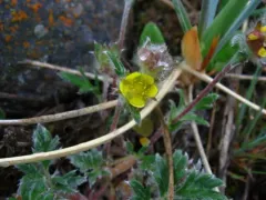 Pretty cinquefoil thumbnail 4