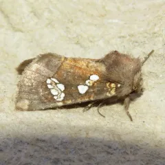 Turtlehead Borer Moth thumbnail 2