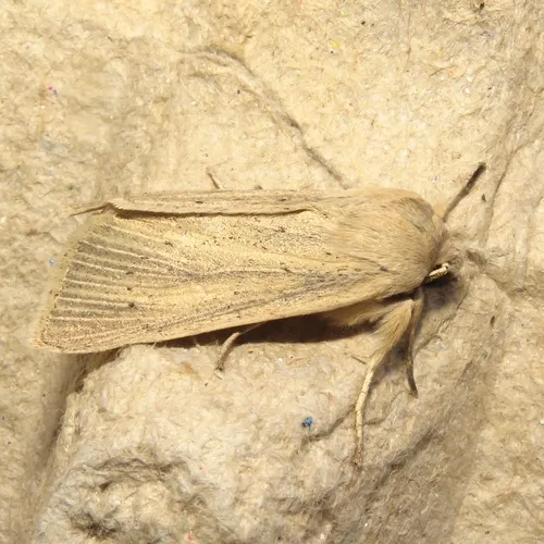 Large Wainscot Moth