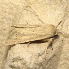 Large Wainscot Moth thumbnail 1