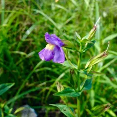 Allegheny monkeyflower thumbnail 3