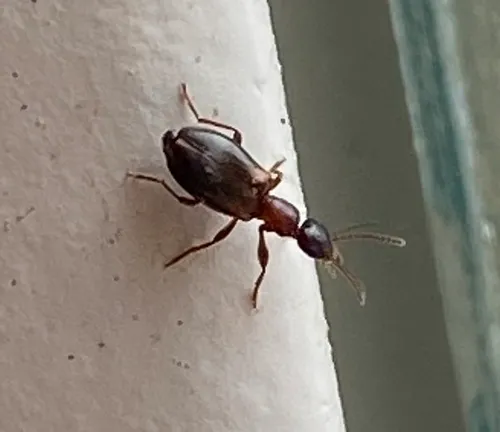 Narrow-necked Grain Beetle