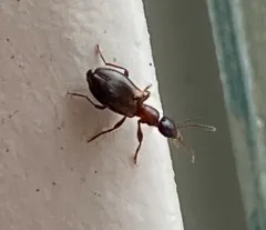 Narrow-necked Grain Beetle thumbnail 1