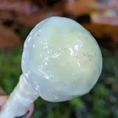 Verdigris Agaric thumbnail 1