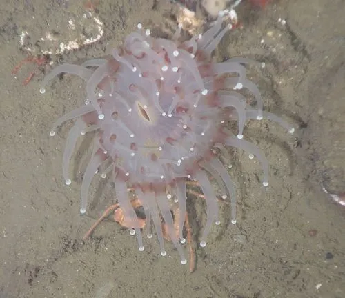 Corallimorphus pilatus