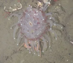 Corallimorphus pilatus thumbnail 1
