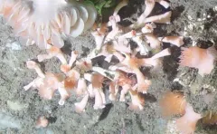 Deepwater coral thumbnail 1