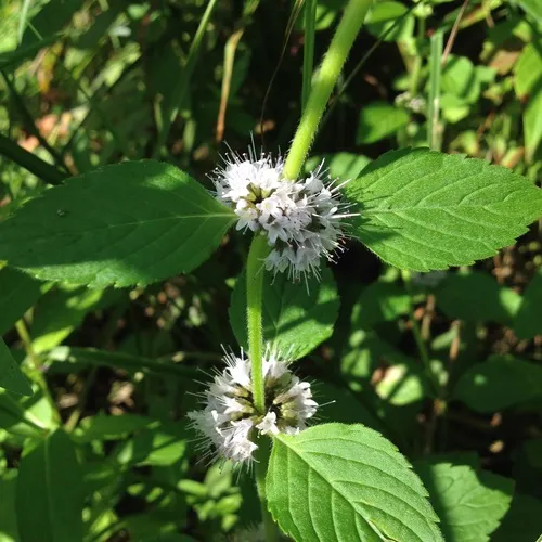 corn mint