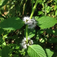 corn mint thumbnail 1