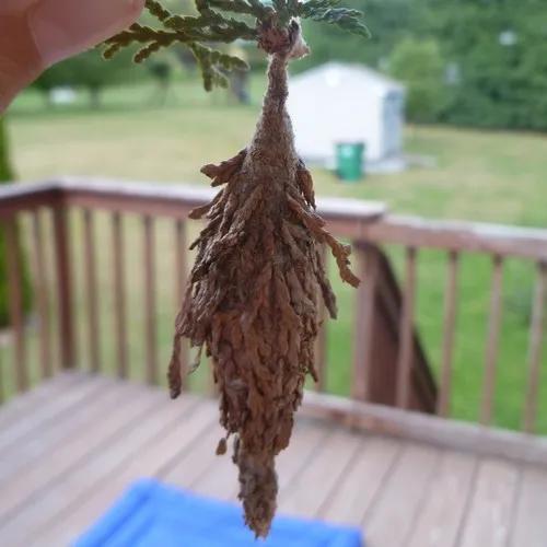 Evergreen Bagworm Moth