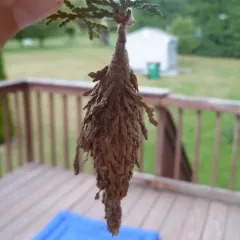 Evergreen Bagworm Moth thumbnail 1