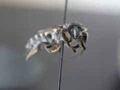 Megachile rugifrons thumbnail 2